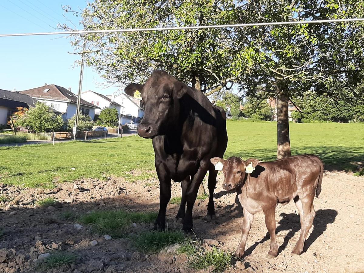 Uelis-Stoeckli-Gaestezimmer Auf Belebtem Bauernhof Mit Hotpot Und Alpakatrekking Villa Meikirch Exteriör bild